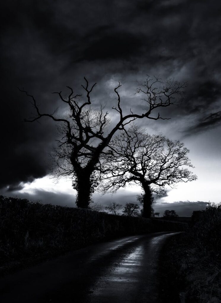 Silhouettes of Bare Trees in Countryside under Cloudy Sky